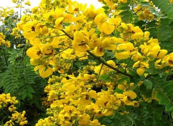 Senna spectabilis in Tamil Nadu